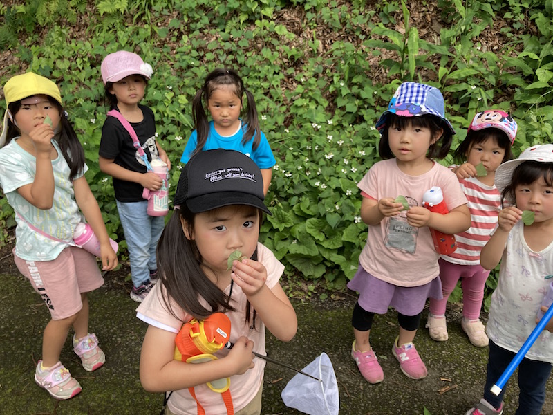 里山で葉っぱを観察する森のようちえんの子どもたち